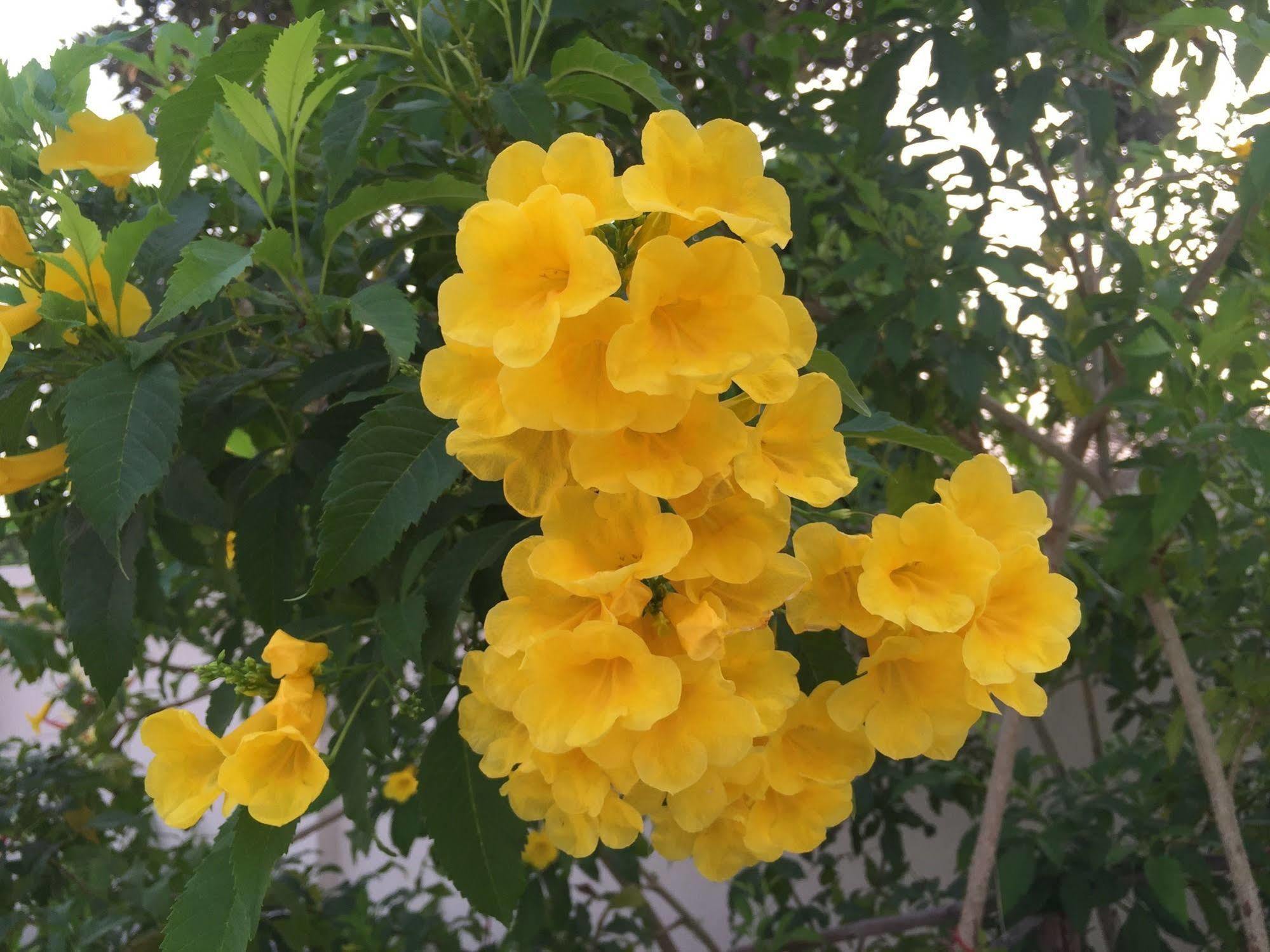 סי ראצ'ה Oyo 306 Paradise Park Laemchabang מראה חיצוני תמונה